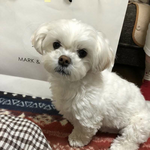 利用者プロフィール写真