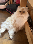 利用者プロフィール写真