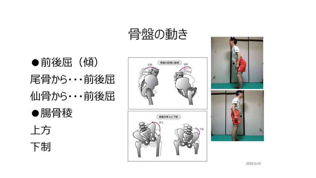よくわかる股関節・骨盤の動きとしくみ 「動き」と「痛み」のメカニズムを図解で学… 図解入門 よくわかる股関節・骨盤の動きとしくみ How‐nual