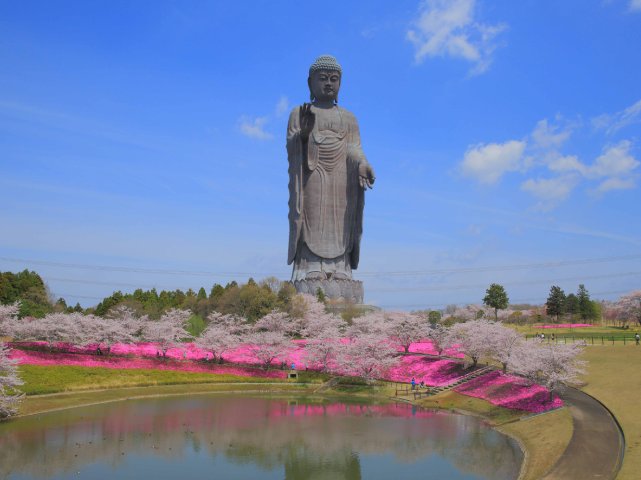 牛久大仏花の浄土庭園と常陸風土記の丘の枝垂れ桜～レストランローズ