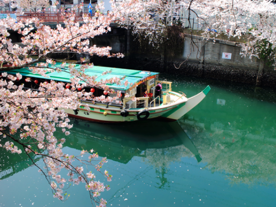 圧巻の桜を屋形船からご案内 ！大岡川の桜回廊＆「YOKOHAMA AIR