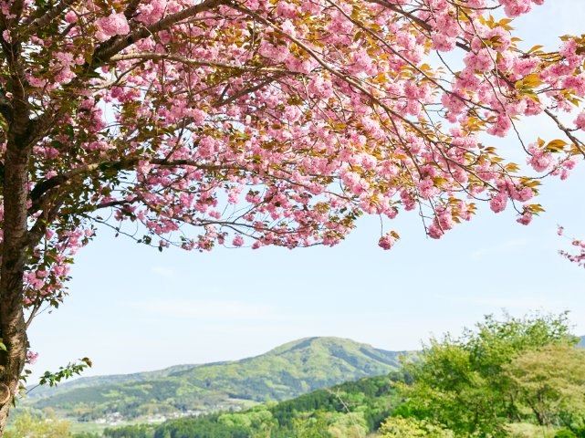 牛久大仏花の浄土庭園と常陸風土記の丘の枝垂れ桜～レストランローズ