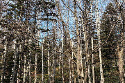 画像のaltを設定してください