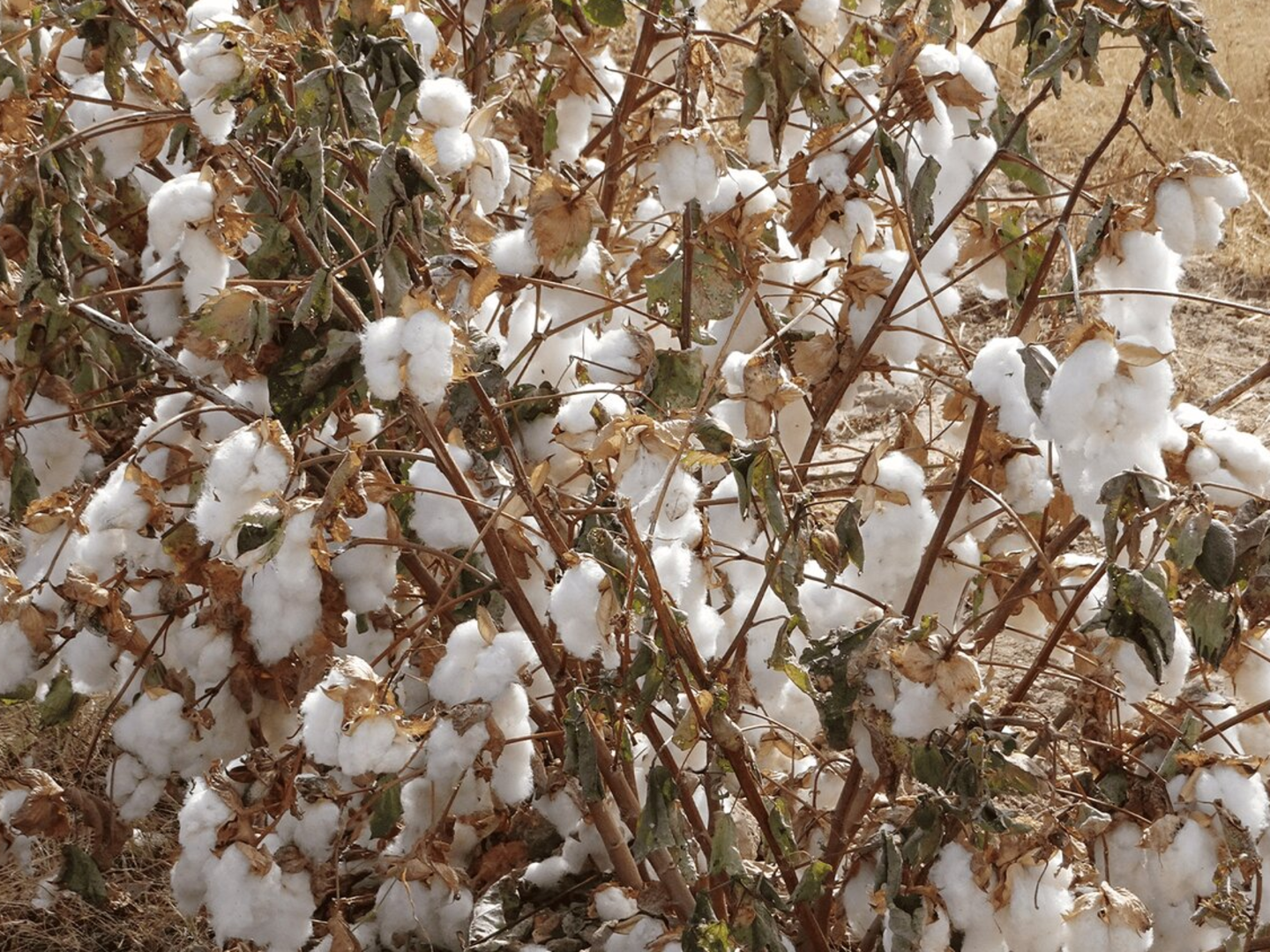 画像のaltを設定してください