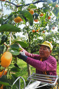 泉三太郎の画像