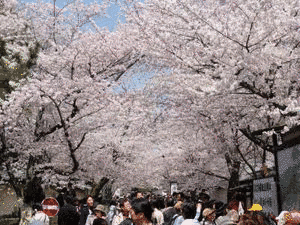 千代桜右京の画像