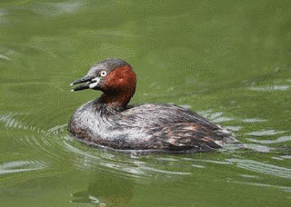 鳰の湖真二の画像