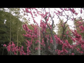梅の里昭二の画像