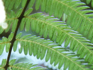 北ノ花吉保の画像