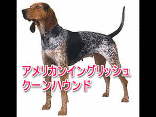 イングリッシュ・クーンハウンドの画像