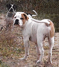 絶滅犬種の画像