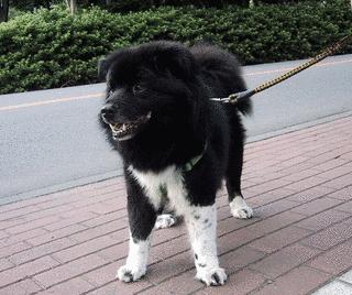 樺太犬の画像