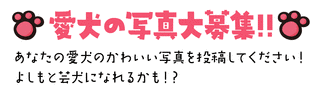 コリマ・ドッグの画像