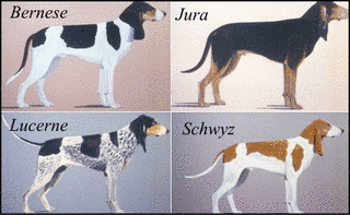 スイス・ハウンドの画像