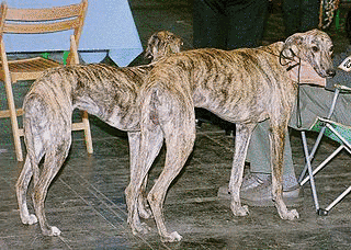 スパニッシュ・グレイハウンドの画像