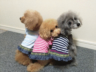 袖犬の画像