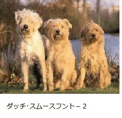 ダッチ・スムースフントの画像
