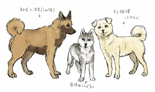 チベタン・ハウンドの画像