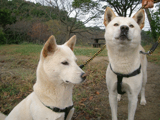 珍島犬の画像