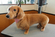 パティの画像