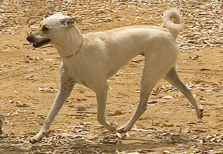 パリア犬の画像