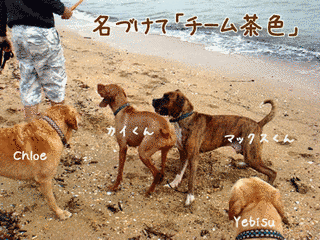 ブル・ボクサーの画像
