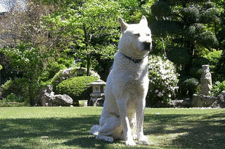 豊山犬の画像