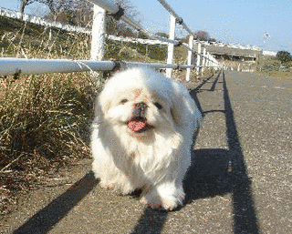 ペキニーズの画像