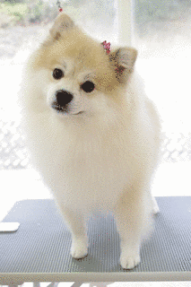 ポメラニアンの画像