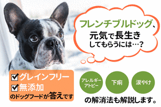ミニチュア・ブルドッグの画像
