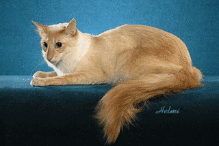 ジャバニーズの画像