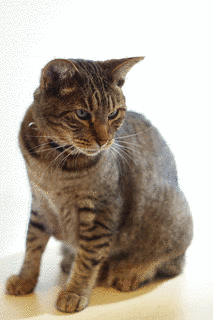 オシキャットの画像