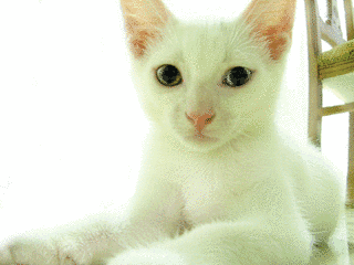 中東の画像
