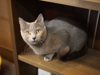シャルトリューの画像