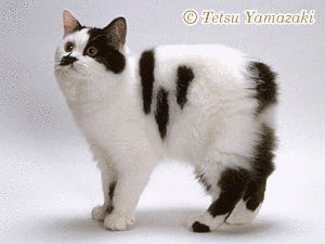 キムリックの画像