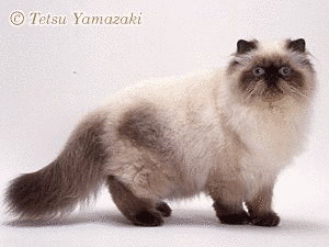 ヒマラヤンの画像