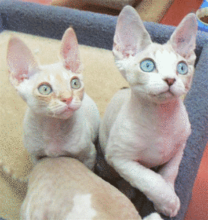 デボンレックスの画像