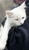 ヴァン猫の画像