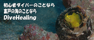 伊豆富人の画像