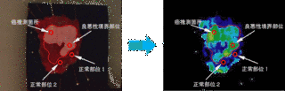 佐鳥新の画像