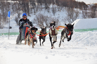 JAPAN CUP 全国犬ぞり稚内大会の画像
