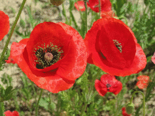 ひなげしの花の画像