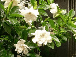 くちなしの花の画像