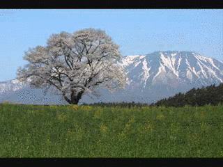 北国の春の画像