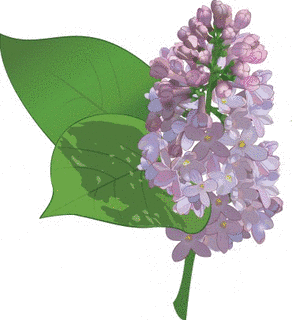 恋の花占い/ライラックの花言葉の画像