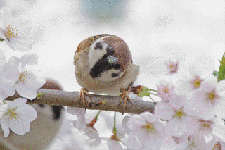 すずめの画像