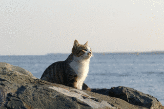 たそがれの画像