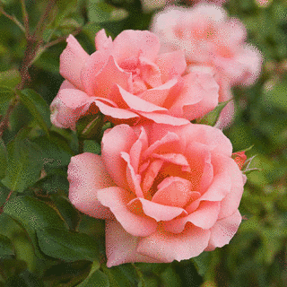 BABY ROSEの画像