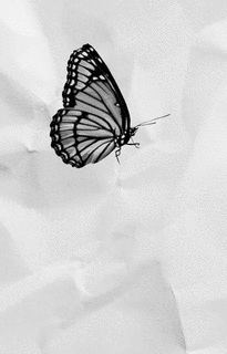 LONELY BUTTERFLYの画像