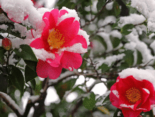 雪椿の画像